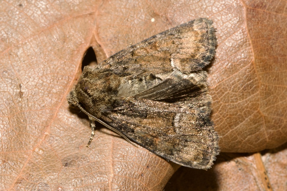 Oligia latruncula - fekete dudvabagoly