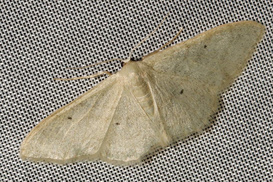 Idaea straminata - szalmasárga sávosaraszoló