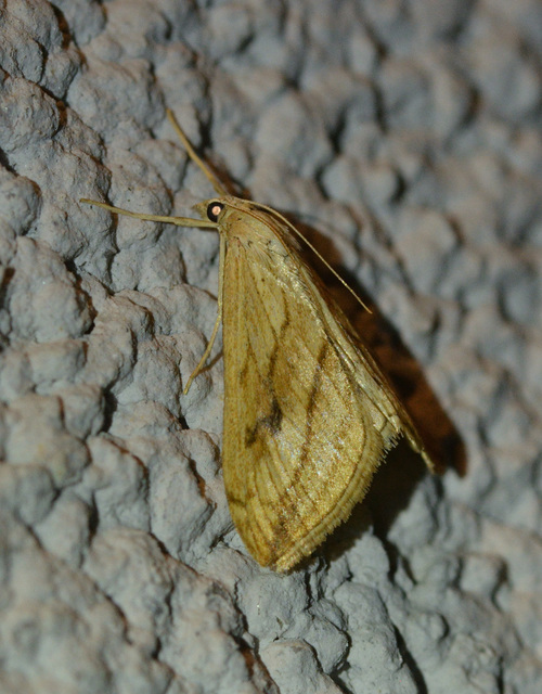 Evergestis forficalis - veteménymoly