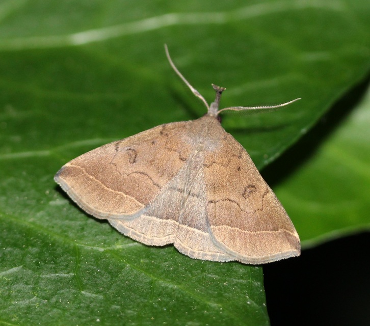Pechipogo plumigeralis - tollascsápú karcsúbagoly
