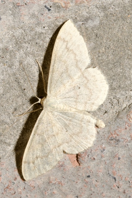 Scopula floslactata - tejfehér sávosaraszoló