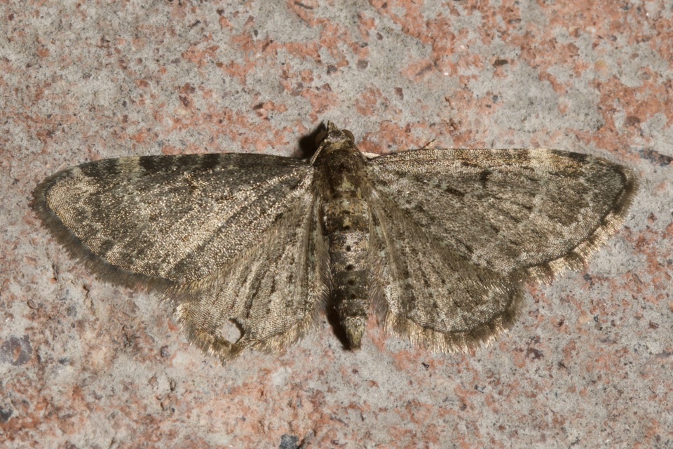 Pasiphila chloerata - hamvas törpearaszoló