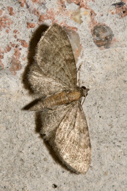 Eupithecia haworthiata - rozsdástestű törpearaszoló
