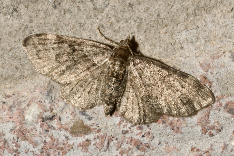 Pasiphila chloerata - hamvas törpearaszoló