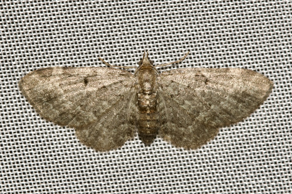 Pasiphila chloerata - hamvas törpearaszoló