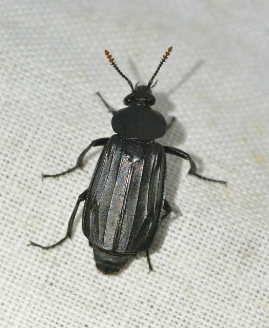 Necrodes littoralis - nagy dögbogár