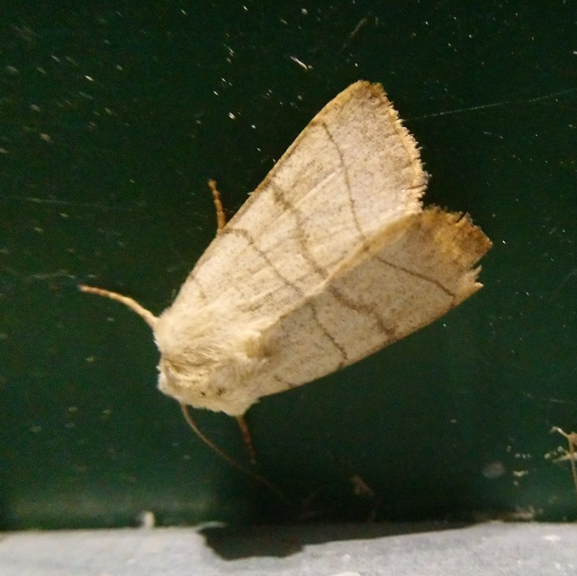Charanyca trigrammica - háromsávos lombbagoly