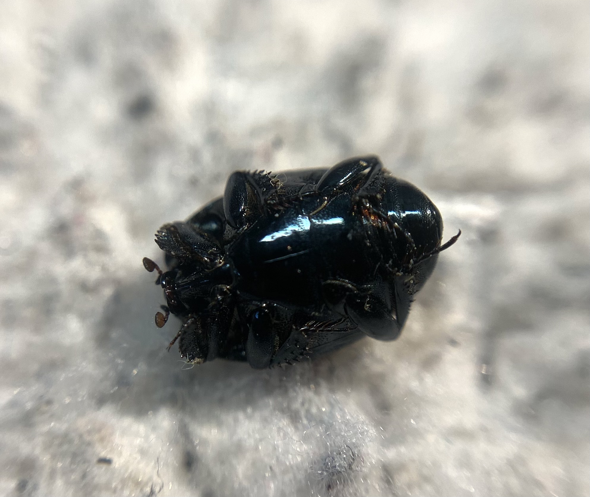 Saprinus caerulescens - déli fémsutabogár