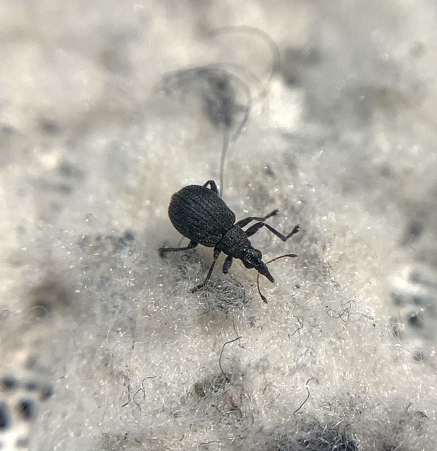 Oxystoma craccae - kaszanyügbükköny-cickányormányos