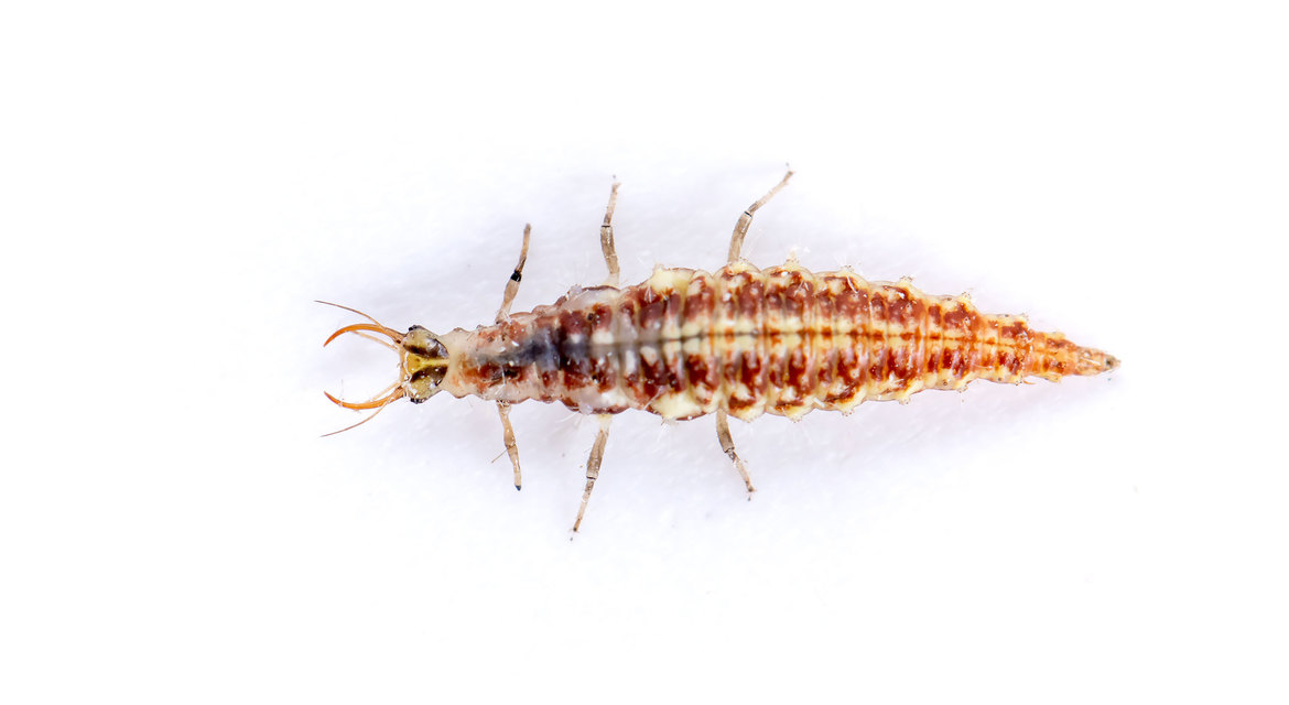 Chrysopidae - zöldfátyolkák