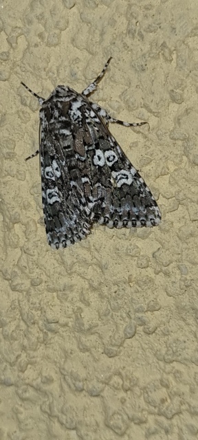 Lamprosticta culta - hármasfoltú bagoly