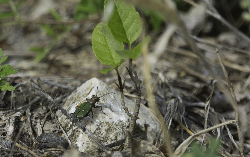 Cicindela campestris - mezei homokfutrinka
