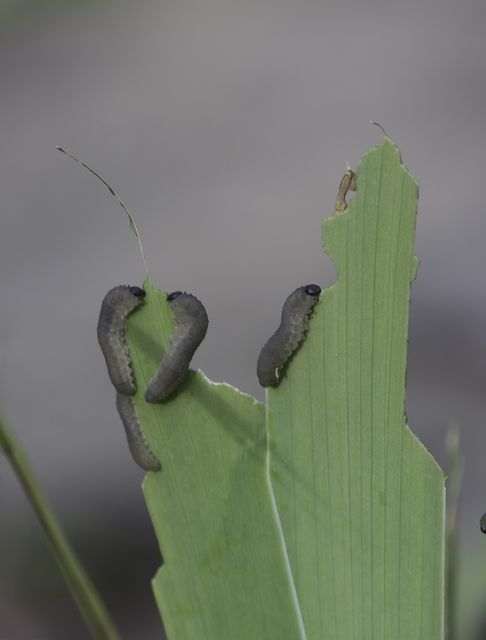 Rhadinoceraea reitteri - nagy nőszirom-levéldarázs