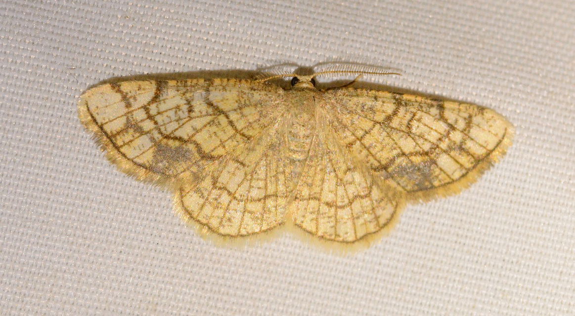 Stegania dilectaria - fehérnyár-araszoló
