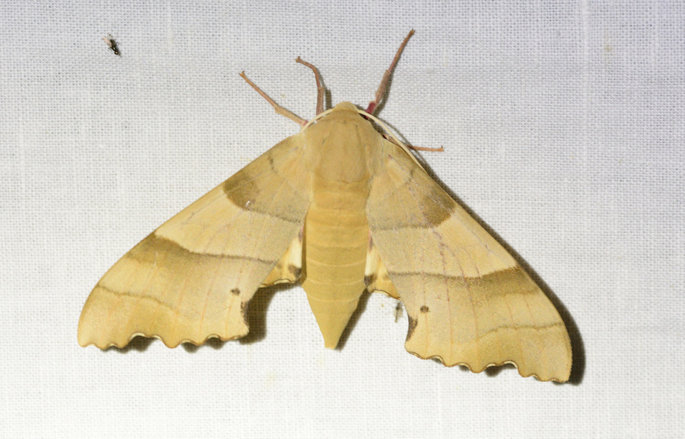 Marumba quercus - tölgyfaszender