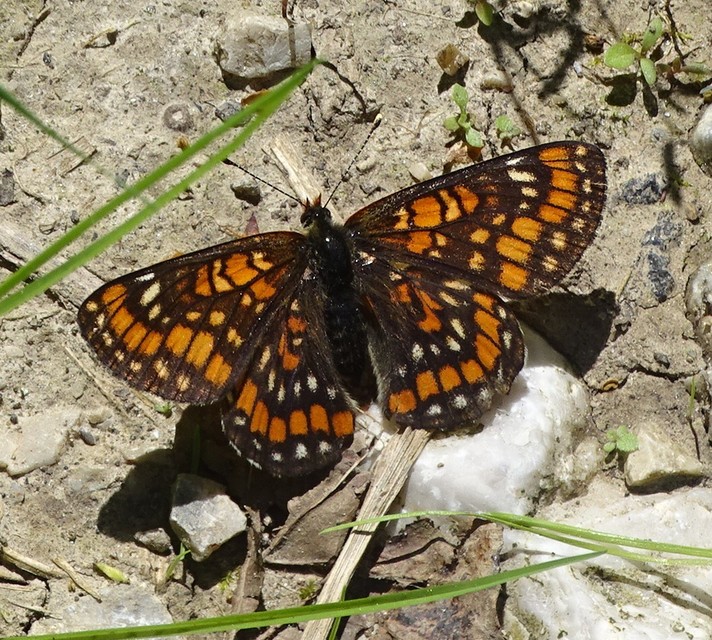 Euphydryas maturna - díszes tarkalepke