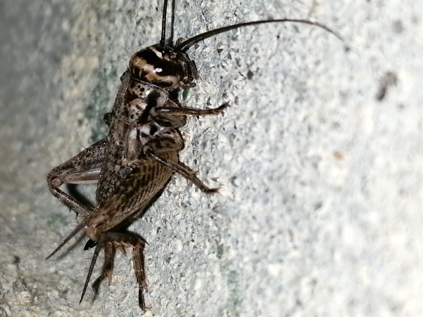 Eumodicogryllus bordigalensis - bordói tücsök