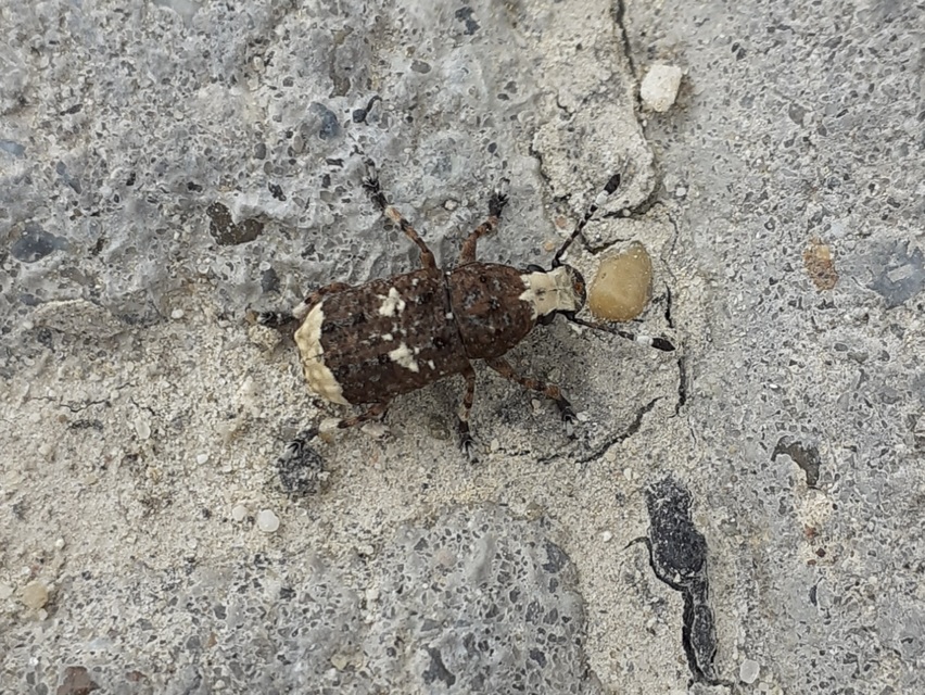 Platyrhinus resinosus - nagy orrosbogár