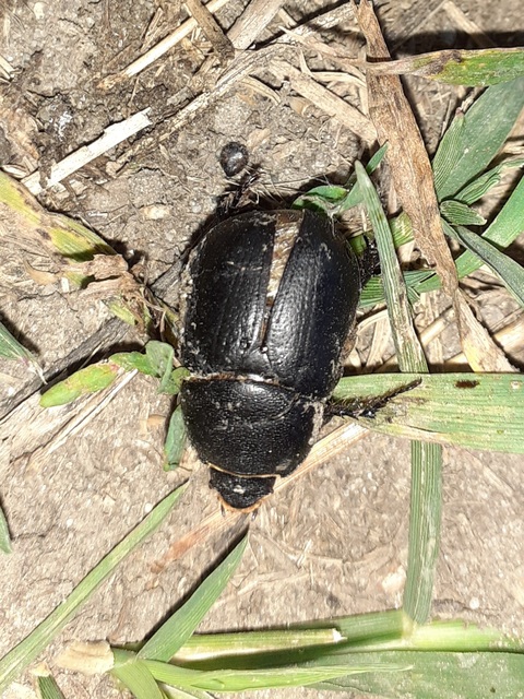 Pentodon idiota - butabogár