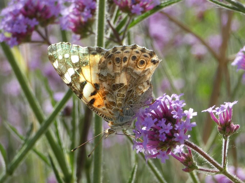 Vanessa cardui - bogáncslepke
