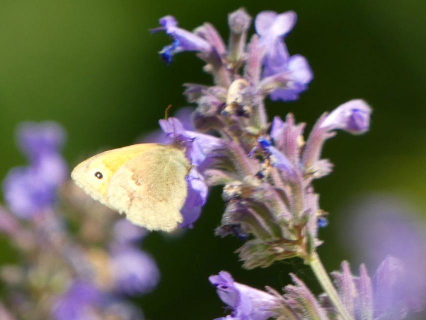 Coenonympha pamphilus - kis szénalepke