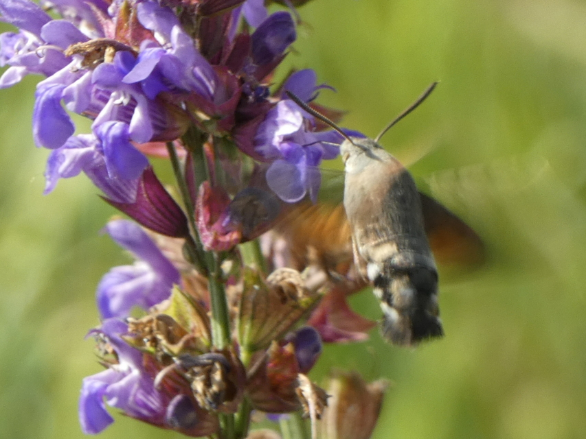 Macroglossum stellatarum - kacsafarkú szender