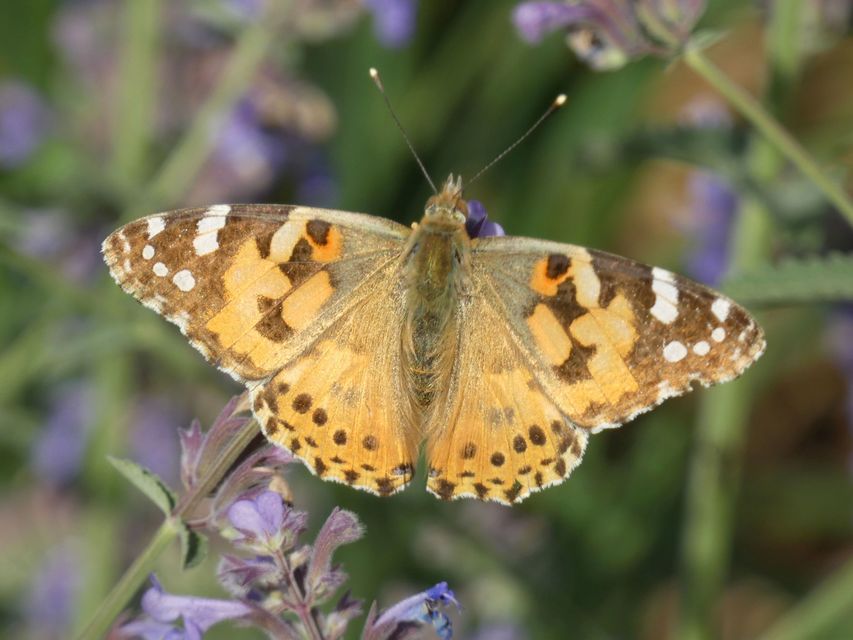 Vanessa cardui - bogáncslepke