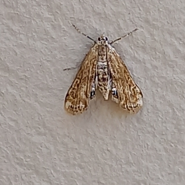 Cataclysta lemnata - békalencsemoly