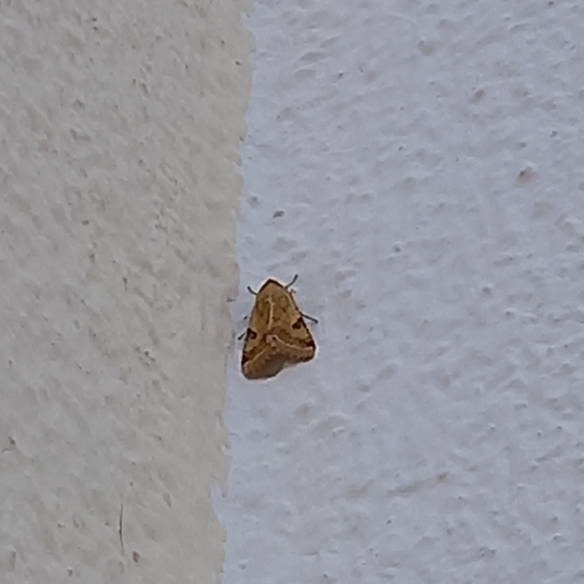 Heliothis peltigera - nagy veteménybagoly