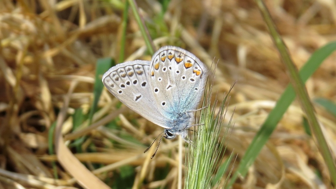 Polyommatus thersites - ibolyaszín boglárka