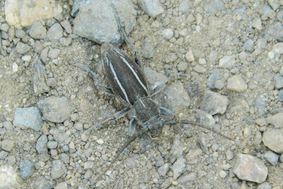 Neodorcadion bilineatum - kétsávos földicincér