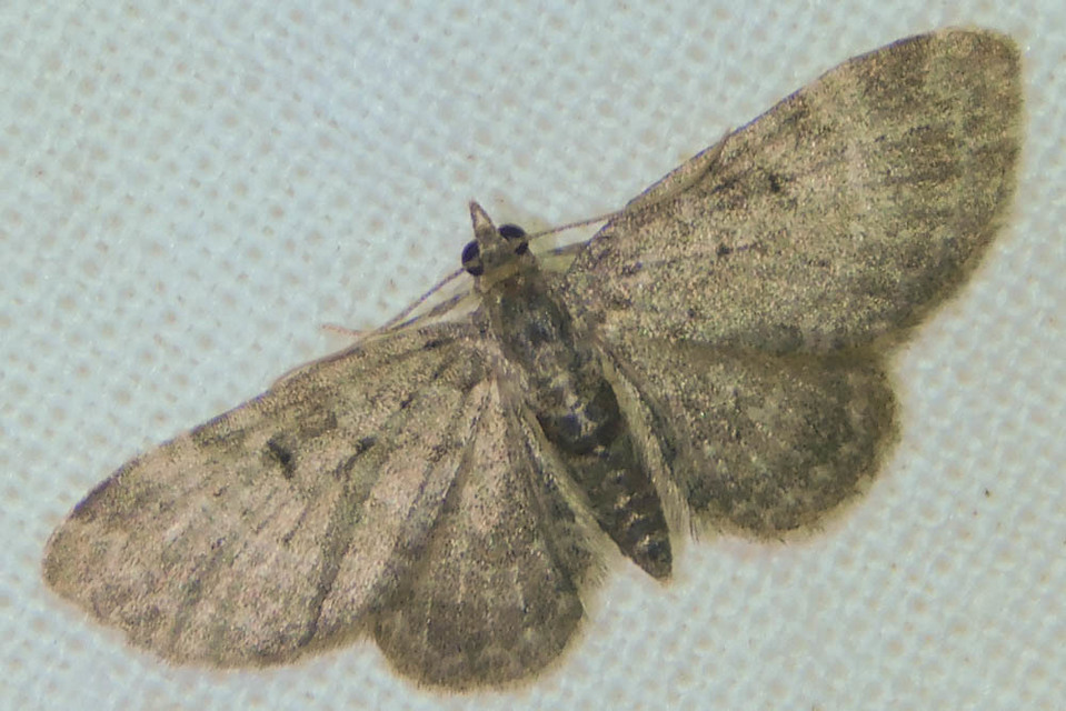 Pasiphila chloerata - hamvas törpearaszoló