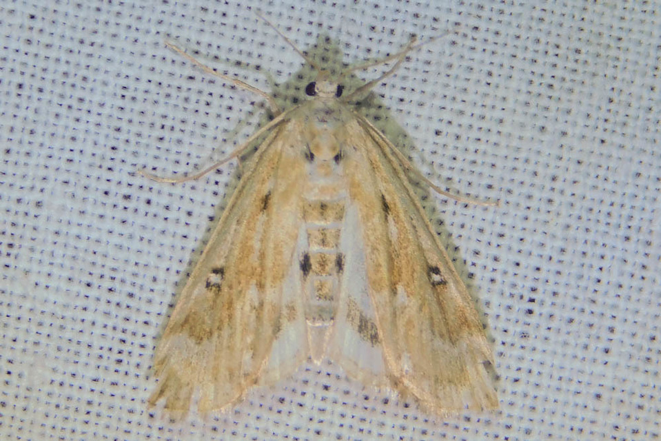 Parapoynx stratiotata - közönséges vízimoly