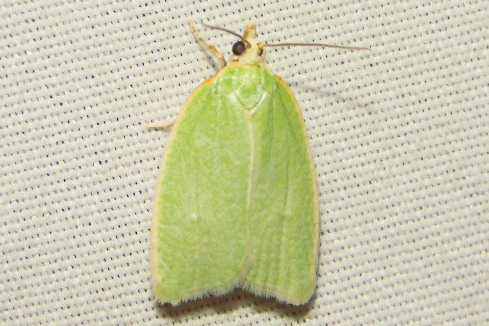 Tortrix viridana - tölgyilonca
