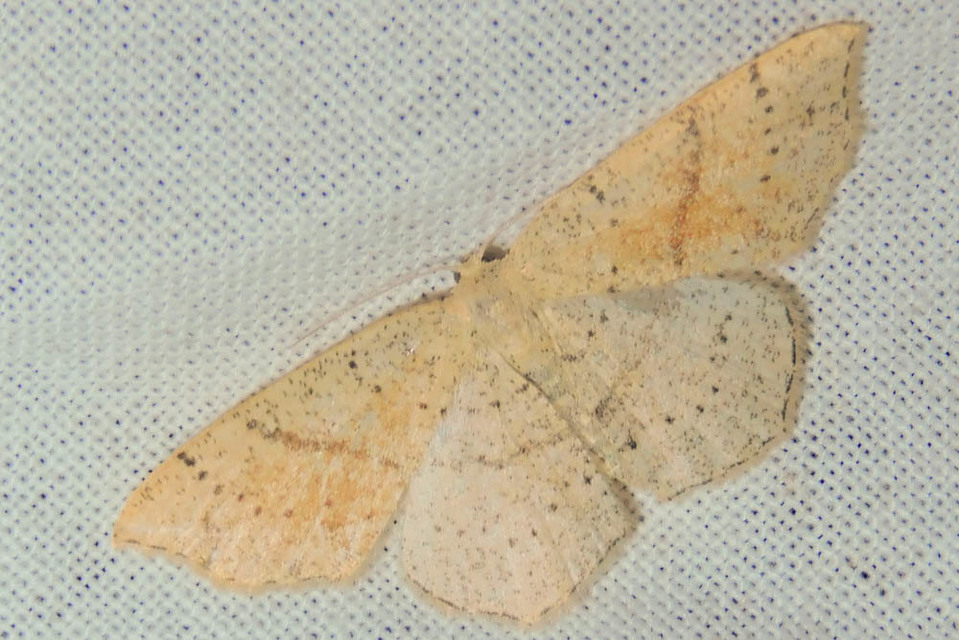 Cyclophora punctaria - sávos pettyesaraszoló