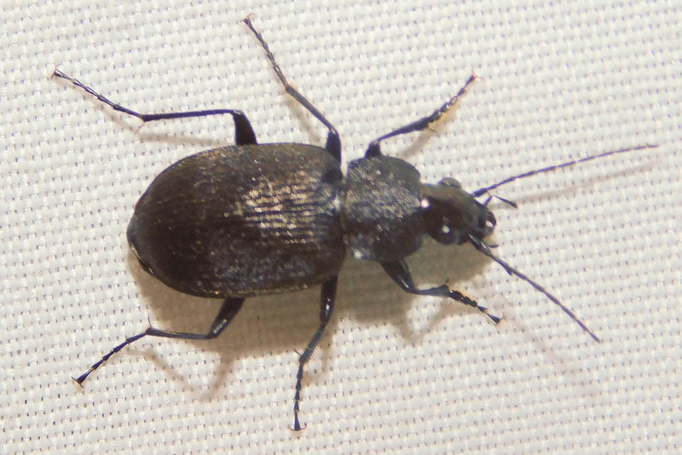 Chlaenius tristis - fekete bűzfutó