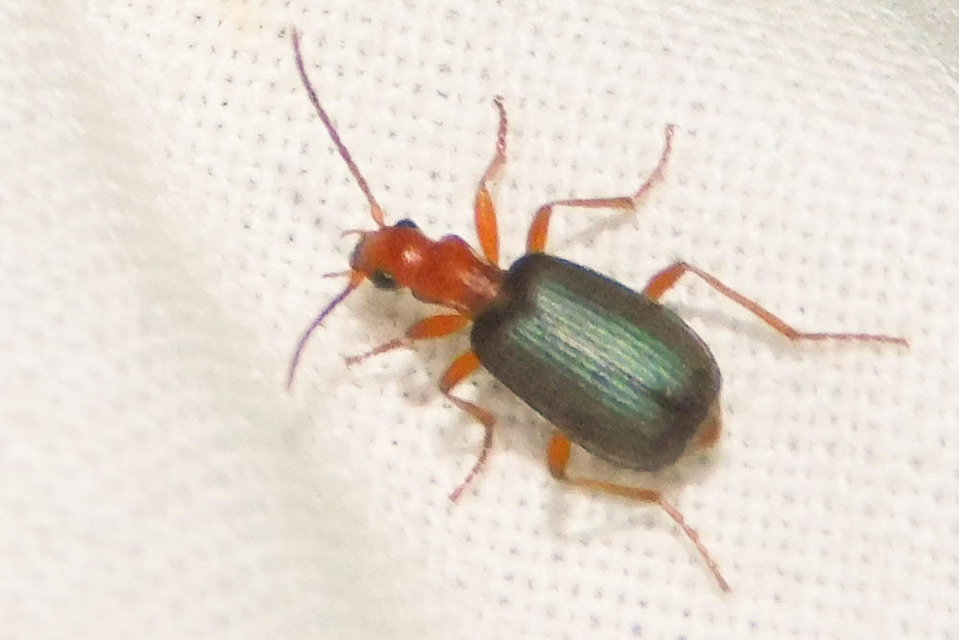 Brachinus