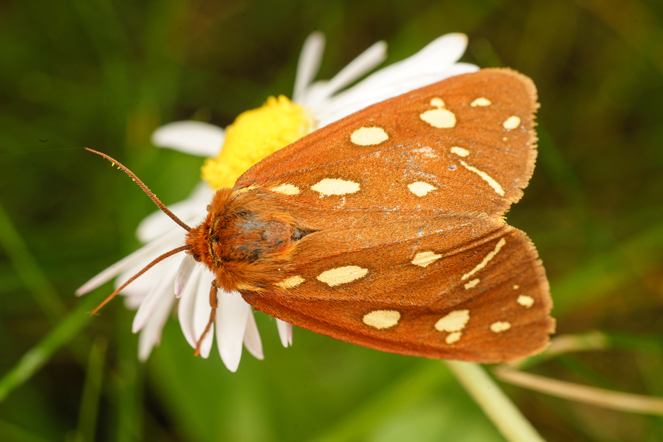Hyphoraia aulica - barna medvelepke