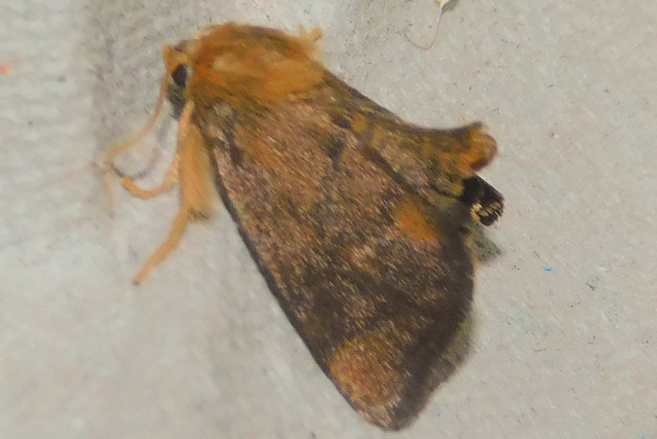 Apoda limacodes - kagylólepke
