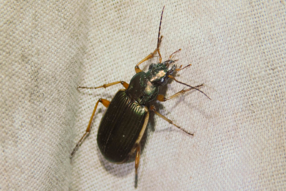 Chlaenius spoliatus - csupasz bűzfutó