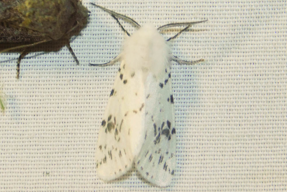 Hyphantria cunea - amerikai fehér medvelepke
