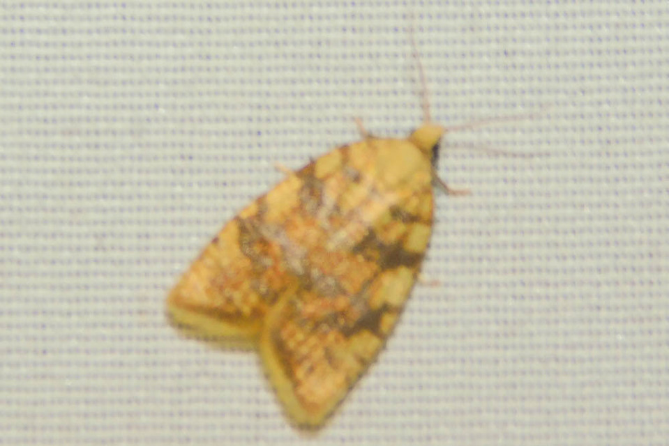 Aleimma loeflingiana - tölgylevél-sodrómoly Aleimma loeflingiana - tölgylevél-sodrómoly
