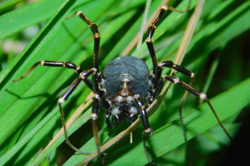 Egaenus convexus