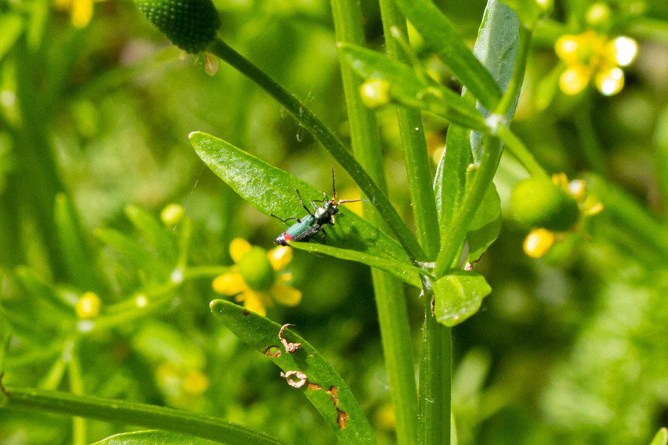 Malachius bipustulatus - kétfoltos bibircsesbogár
