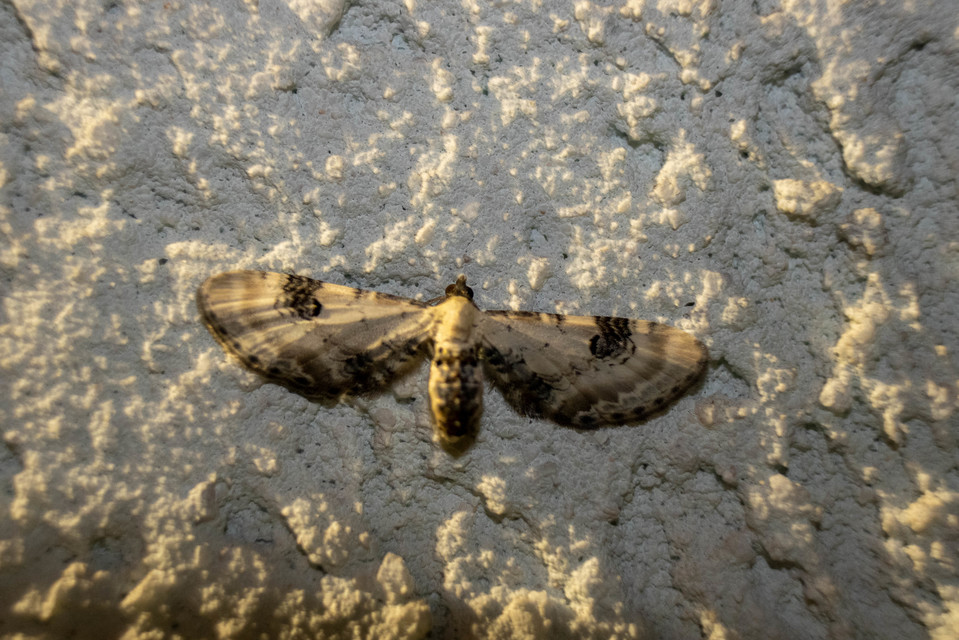 Eupithecia centaureata - búzavirág-törpearaszoló