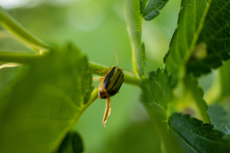 Xanthogalerucella luteola - szilfa-olajosbogár