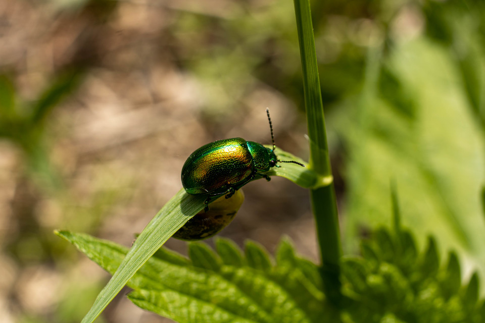Chrysolina graminis - zöld varádicslevelész