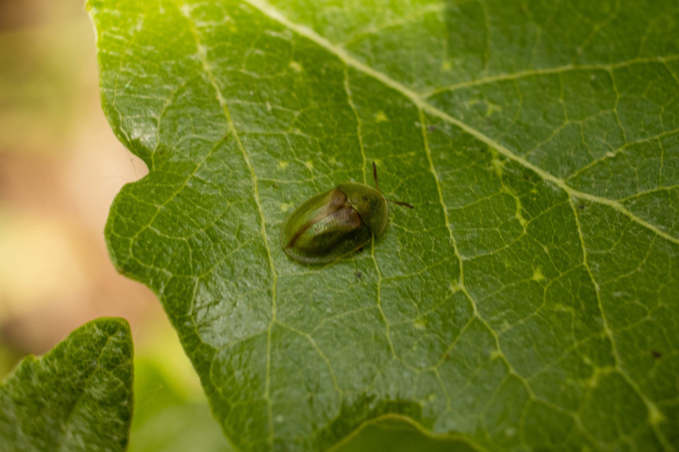 Cassida