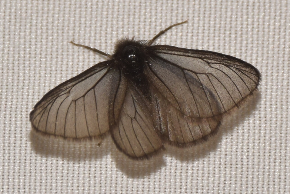 Pentophera morio - réti gyapjaslepke