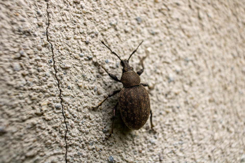 Otiorhynchus ligustici - vincellér-gyalogormányos